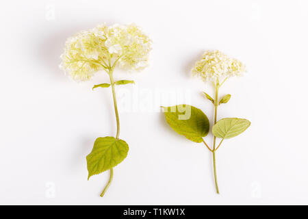 Satz von weissen Blüten Hortensie. Botanik, Schönheit, Hochzeit Konzept, Overhead, Ansicht von oben, flach. Stockfoto