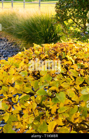 Reichen Herbst Farbe im eigenen Garten close-up - Stilvolle zeitgenössische Grenze Pflanzen (Hainbuche & Gräser) und Schiefer Chips - ländlichen Yorkshire, England, Großbritannien Stockfoto