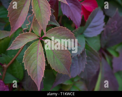 Herbst Hintergrund mit Wildem blättern. Farbtöne der Blätter im Herbst Farben. Stockfoto