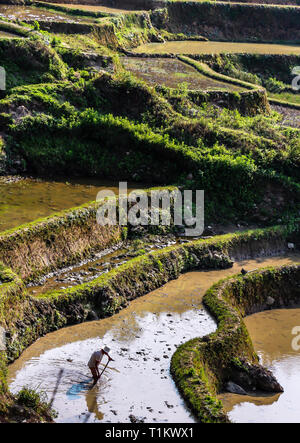 Yuanyang County, Yunnan, China - 2014: der Landwirt Pflügen und Eggen der Reis Reisfelder in Yuanyang Reisterrassen. Stockfoto