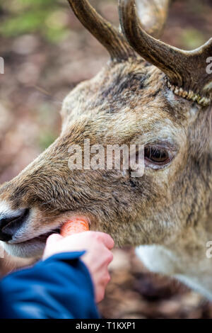 Rehe in der Pheonix Park Stockfoto