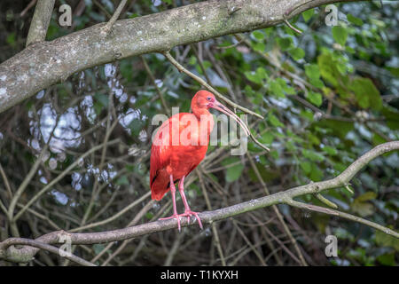 Scarlet ibis Sitzen auf einem Zweig in den Wald. Stockfoto