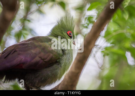 Von Knysna turaco auf einem Zweig in den Wald in Südafrika. Stockfoto