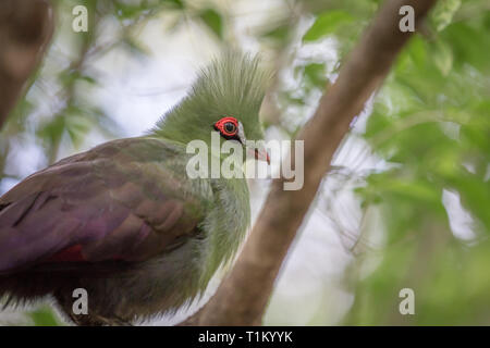 Von Knysna turaco auf einem Zweig in den Wald in Südafrika. Stockfoto