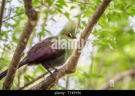 Von Knysna turaco auf einem Zweig in den Wald in Südafrika. Stockfoto