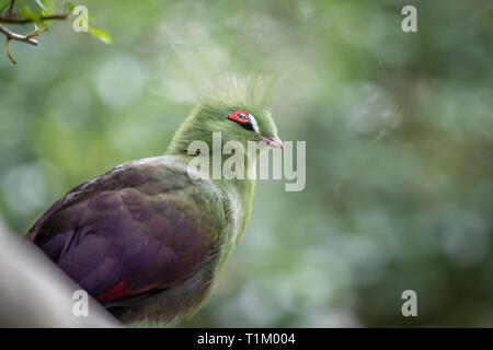 Von Knysna turaco auf einem Zweig in den Wald in Südafrika. Stockfoto