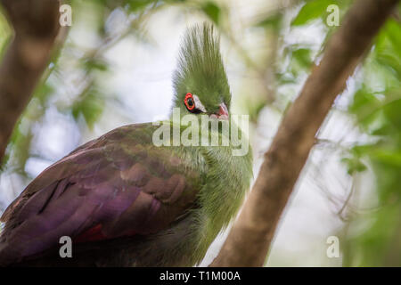 Von Knysna turaco auf einem Zweig in den Wald in Südafrika. Stockfoto