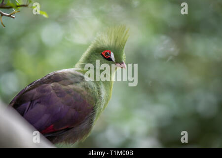 Von Knysna turaco auf einem Zweig in den Wald in Südafrika. Stockfoto