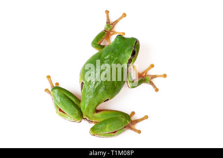 Green Tree Frog Klettern auf Weiße Nahaufnahme Hyla arborea Stockfoto