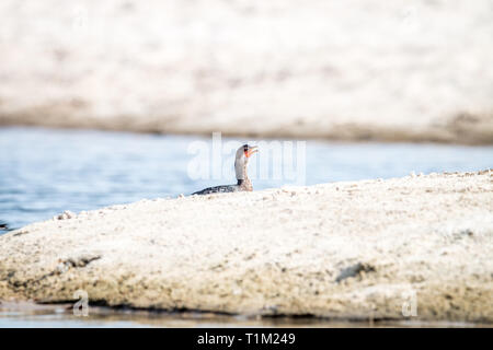 Reed Kormoran Schwimmen nahe dem Strand auf der Swahili Coast, Tansania. Stockfoto