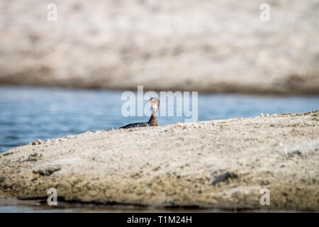 Reed Kormoran Schwimmen nahe dem Strand auf der Swahili Coast, Tansania. Stockfoto