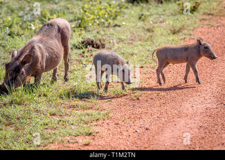 Familie der Warzenschweine mit Babys in der Welgevonden Game Reserve, Südafrika. Stockfoto