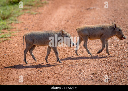 Familie der Warzenschweine mit Babys in der Welgevonden Game Reserve, Südafrika. Stockfoto