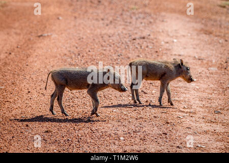 Familie der Warzenschweine mit Babys in der Welgevonden Game Reserve, Südafrika. Stockfoto