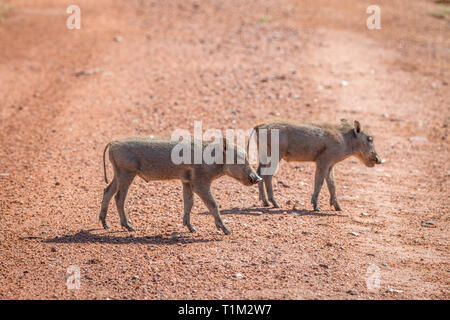 Familie der Warzenschweine mit Babys in der Welgevonden Game Reserve, Südafrika. Stockfoto