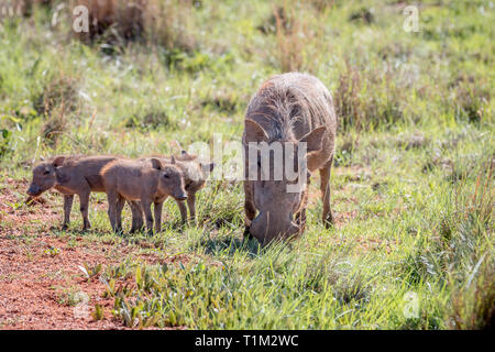 Familie der Warzenschweine mit Babys in der Welgevonden Game Reserve, Südafrika. Stockfoto