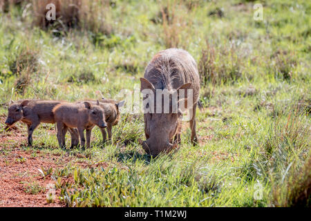 Familie der Warzenschweine mit Babys in der Welgevonden Game Reserve, Südafrika. Stockfoto