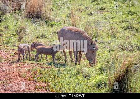 Familie der Warzenschweine mit Babys in der Welgevonden Game Reserve, Südafrika. Stockfoto