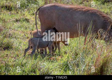 Familie der Warzenschweine mit Babys in der Welgevonden Game Reserve, Südafrika. Stockfoto