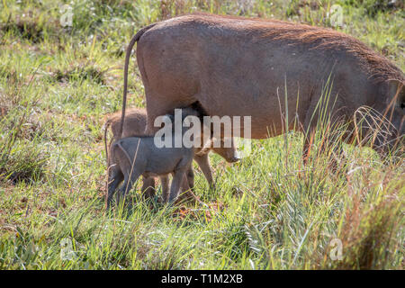 Familie der Warzenschweine mit Babys in der Welgevonden Game Reserve, Südafrika. Stockfoto