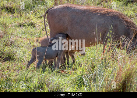 Familie der Warzenschweine mit Babys in der Welgevonden Game Reserve, Südafrika. Stockfoto