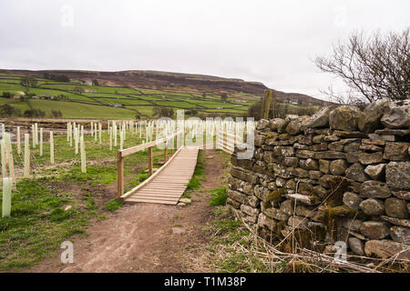 Blick auf den Baum Bepflanzung an Reeth, North Yorkshire Stockfoto