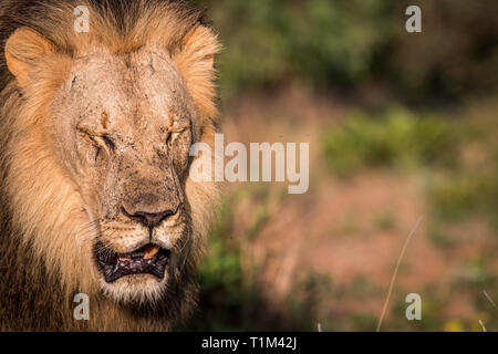 Große männliche Löwe seine Augen schließen für das Bild im Welgevonden Game Reserve, Südafrika. Stockfoto