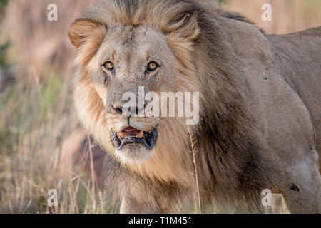 Große männliche Löwe an der Kamera in den Hauptrollen Welgevonden Game Reserve, Südafrika. Stockfoto