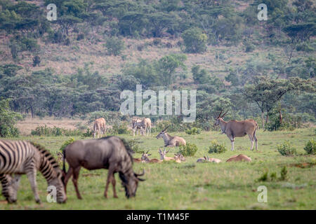 Zebras, Gnus, Elands auf Gras in der Welgevonden Game Reserve, Südafrika. Stockfoto