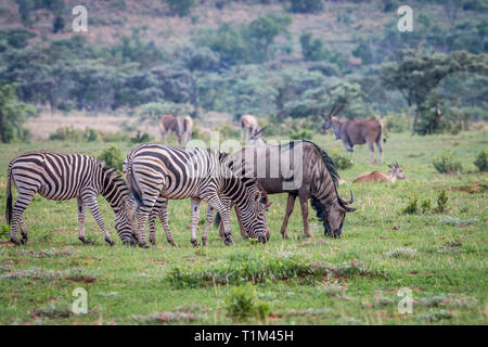 Zebras, Gnus, Elands auf Gras in der Welgevonden Game Reserve, Südafrika. Stockfoto