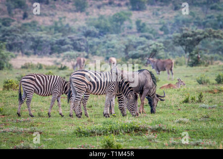 Zebras, Gnus, Elands auf Gras in der Welgevonden Game Reserve, Südafrika. Stockfoto