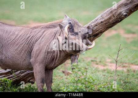 Männliche Warzenschwein kratzen sich auf einem Zweig in der Welgevonden Game Reserve, Südafrika. Stockfoto