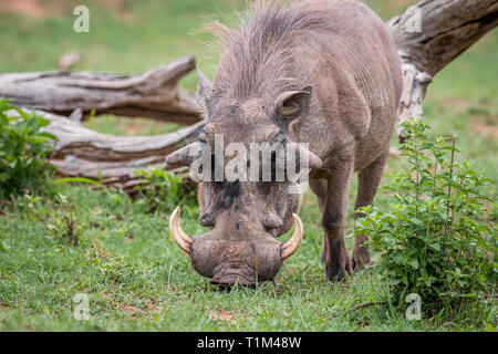 Männliche Warzenschwein im Gras in der Welgevonden Game Reserve, Südafrika. Stockfoto