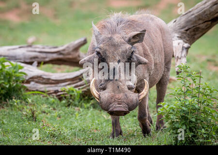 Männliche Warzenschwein im Gras in der Welgevonden Game Reserve, Südafrika. Stockfoto