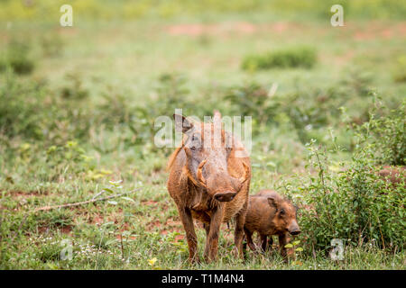 Familie der Warzenschweine mit Baby Ferkel im Gras in der Welgevonden Game Reserve, Südafrika. Stockfoto