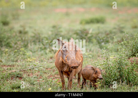 Familie der Warzenschweine mit Baby Ferkel im Gras in der Welgevonden Game Reserve, Südafrika. Stockfoto