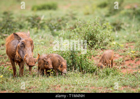 Familie der Warzenschweine mit Baby Ferkel im Gras in der Welgevonden Game Reserve, Südafrika. Stockfoto