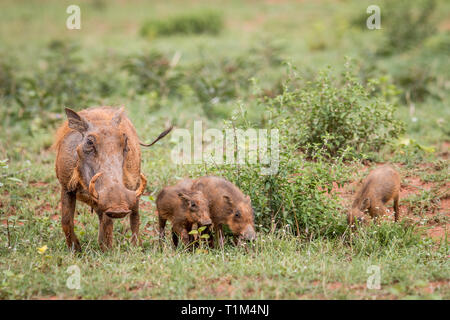 Familie der Warzenschweine mit Baby Ferkel im Gras in der Welgevonden Game Reserve, Südafrika. Stockfoto