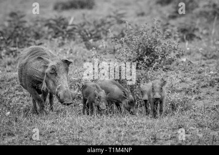 Familie der Warzenschweine mit Baby Ferkel im Gras steht in Schwarz und Weiß im Welgevonden Game Reserve, Südafrika. Stockfoto