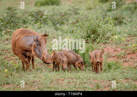 Familie der Warzenschweine mit Baby Ferkel im Gras in der Welgevonden Game Reserve, Südafrika. Stockfoto