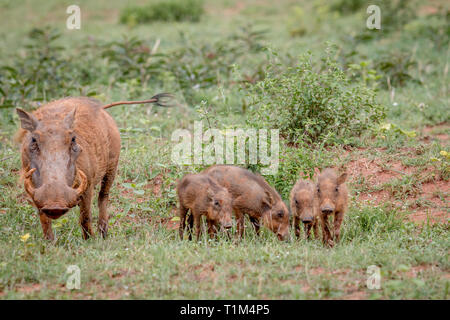 Familie der Warzenschweine mit Baby Ferkel im Gras in der Welgevonden Game Reserve, Südafrika. Stockfoto