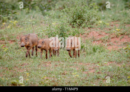 Gruppe von baby Warzenschwein Ferkel im Gras in der Welgevonden Game Reserve, Südafrika. Stockfoto