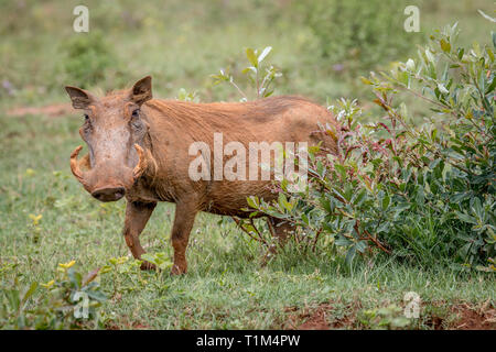 Weibliche Warzenschwein wandern in das Gras in der Welgevonden Game Reserve, Südafrika. Stockfoto