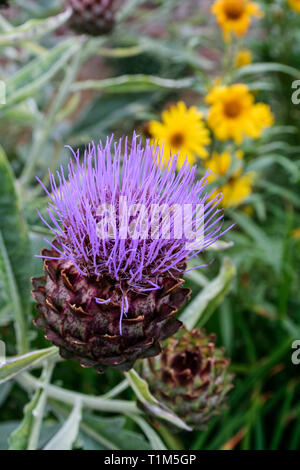 Nahaufnahme der lila Blüte eines wilden Artischocke Pflanze, gelben Gänseblümchen im Hintergrund Stockfoto