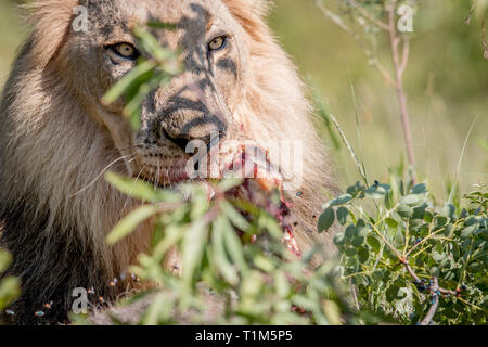 Große männliche Löwe Fütterung auf ein wasserbock Töten in der Welgevonden Game Reserve, Südafrika. Stockfoto
