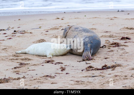 Baby Grey Seal Fütterung Stockfoto