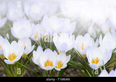 Der frühe Frühling Blumen Krokusse (Crocus chrysanthus 'Blue Pearl') im Garten. Stockfoto