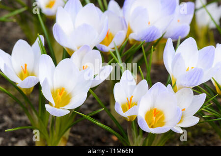 Der frühe Frühling Blumen Krokusse (Crocus chrysanthus 'Blue Pearl') im Garten. Stockfoto