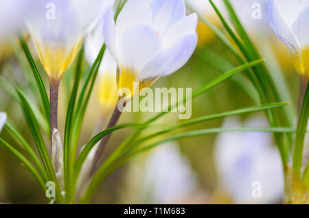 Der frühe Frühling Blumen Krokusse (Crocus chrysanthus 'Blue Pearl') im Garten. Stockfoto