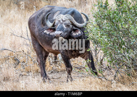 Große alte Buffalo bull starring in die Kamera im Krüger National Park, Südafrika. Stockfoto